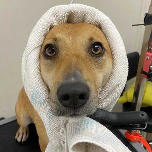 Meet your Posher, Carmit